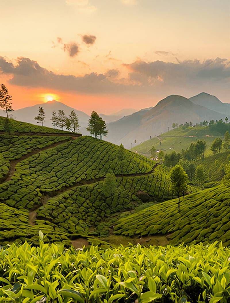 Munnar tea gardens landscape