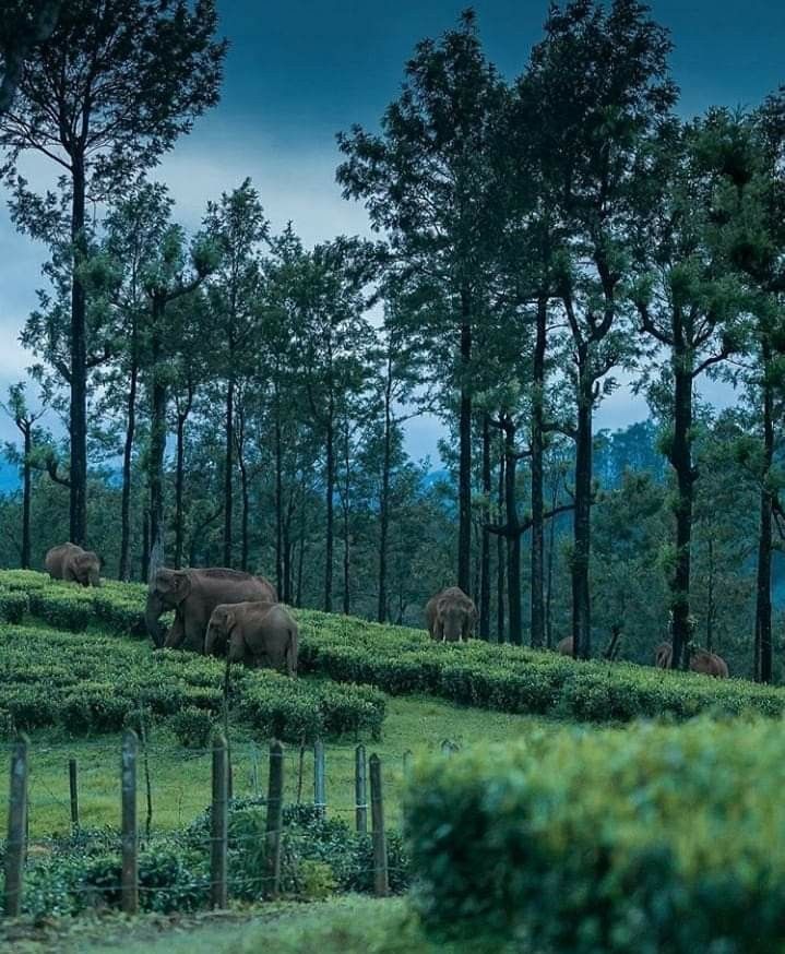 Valparai wildlife and tea estates